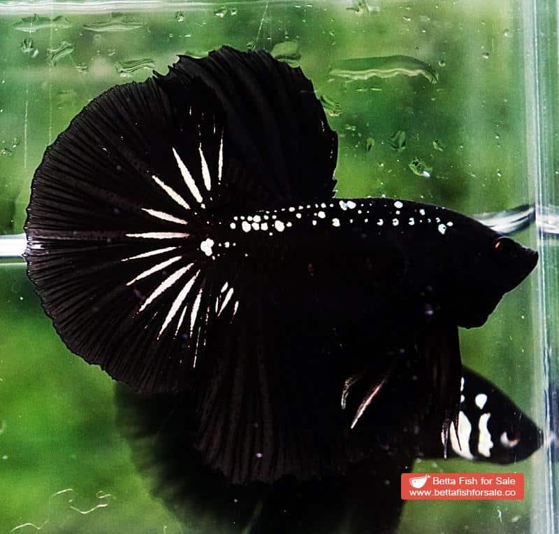 Betta fish HM The Dark Black Samurai (Rare) - Image 4