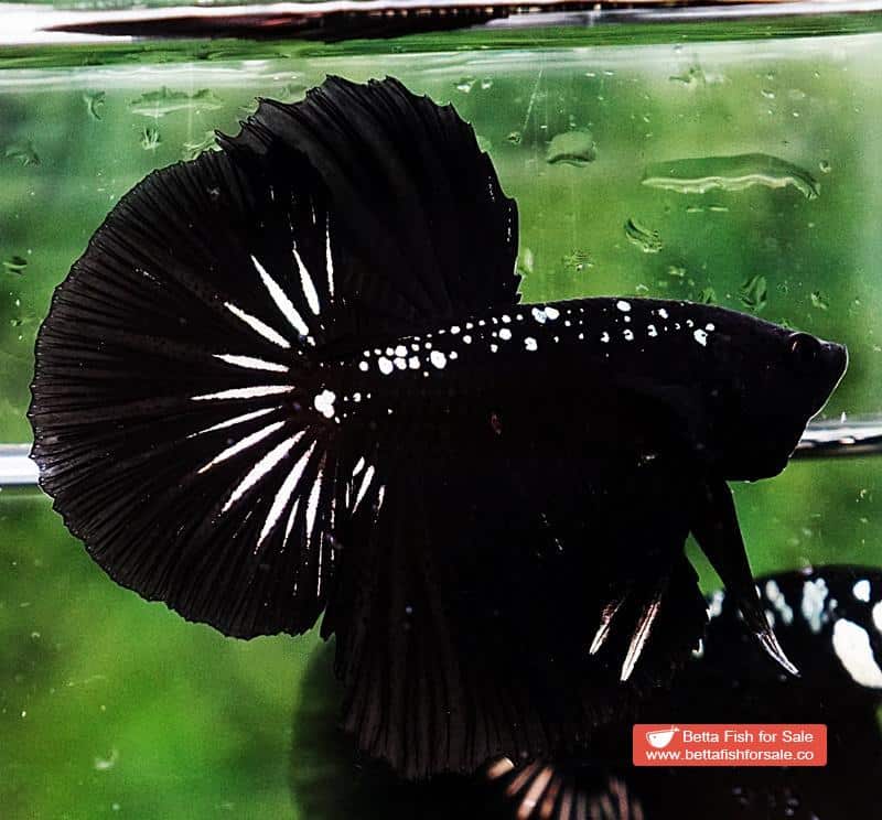 Betta fish HM The Dark Black Samurai (Rare) - Image 6