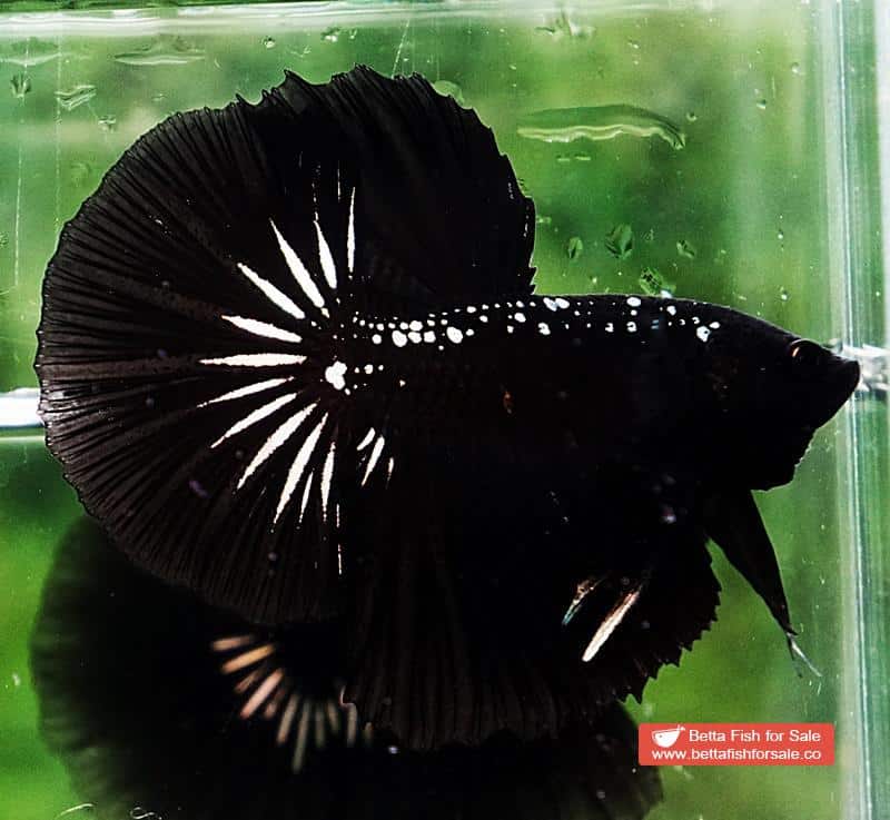 Betta fish HM The Dark Black Samurai (Rare) - Image 2