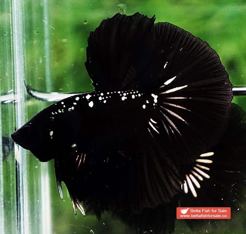 Betta fish HM The Dark Black Samurai (Rare) - Image 5