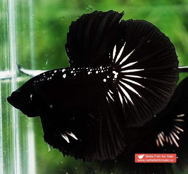 Betta fish HM The Dark Black Samurai (Rare) - Image 3