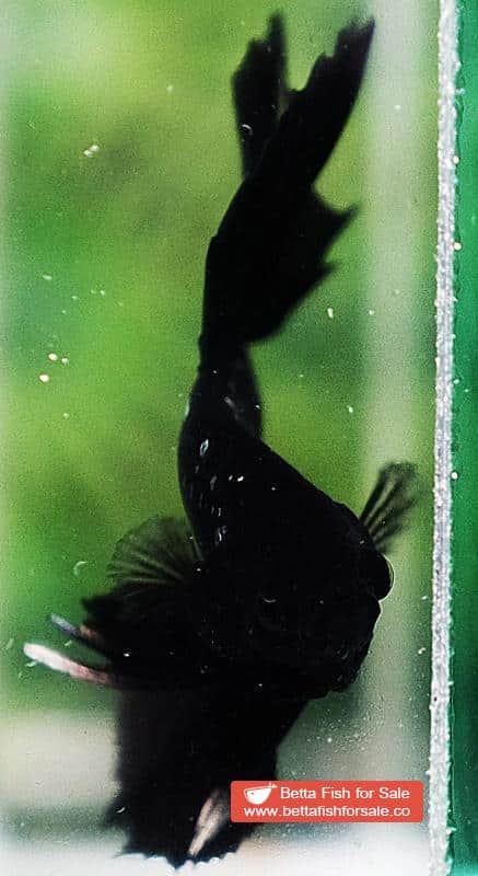 Betta fish HM The Dark Black Samurai (Rare) - Image 7