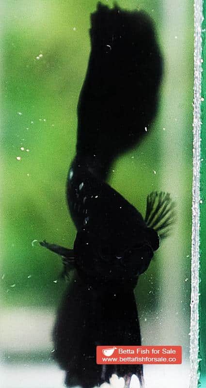Betta fish HM The Dark Black Samurai (Rare) - Image 8
