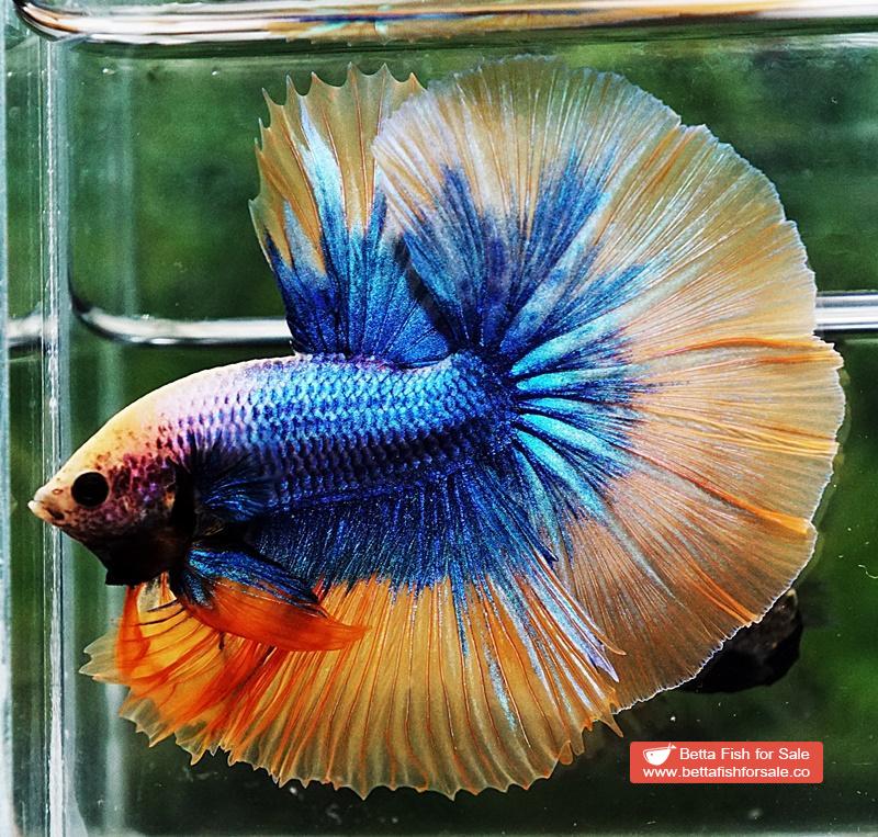Betta fish OHM Yellow Blue Grizzle - Image 4