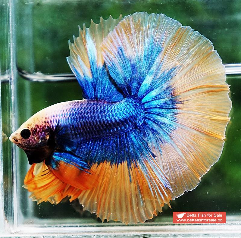 Betta fish OHM Yellow Blue Grizzle - Image 6