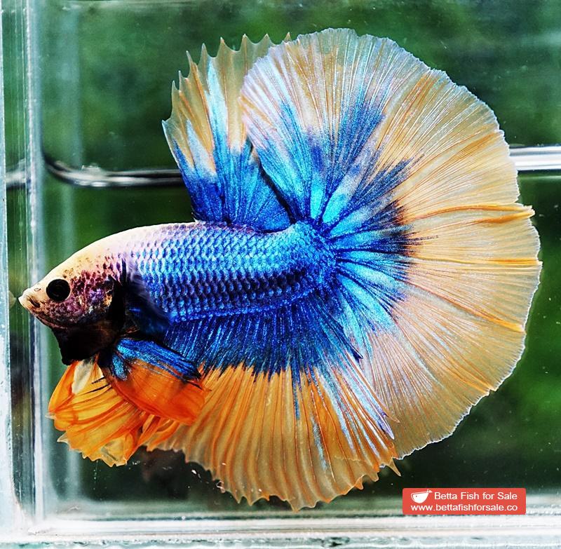 Betta fish OHM Yellow Blue Grizzle - Image 2
