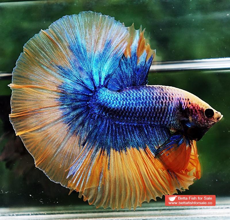 Betta fish OHM Yellow Blue Grizzle - Image 3
