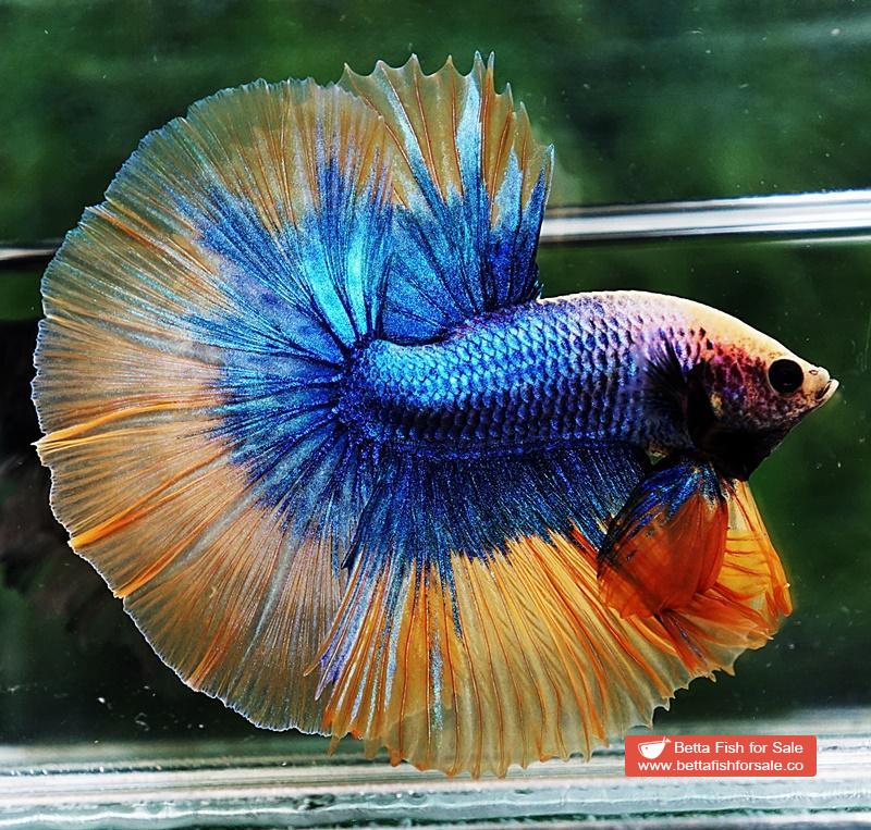 Betta fish OHM Yellow Blue Grizzle - Image 5