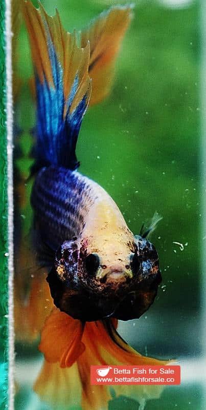 Betta fish OHM Yellow Blue Grizzle - Image 7