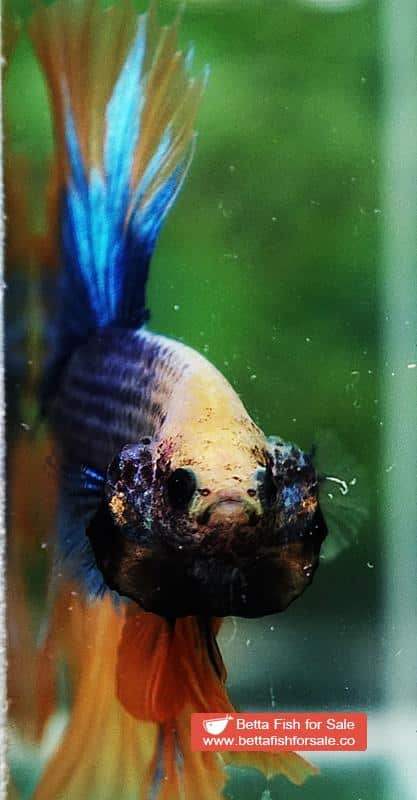 Betta fish OHM Yellow Blue Grizzle - Image 8