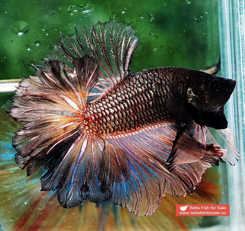 Betta fish OHM Earth Chock Feather tail