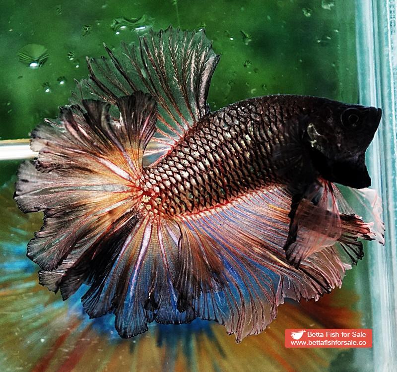 Betta fish OHM Earth Chock Feather tail - Image 4