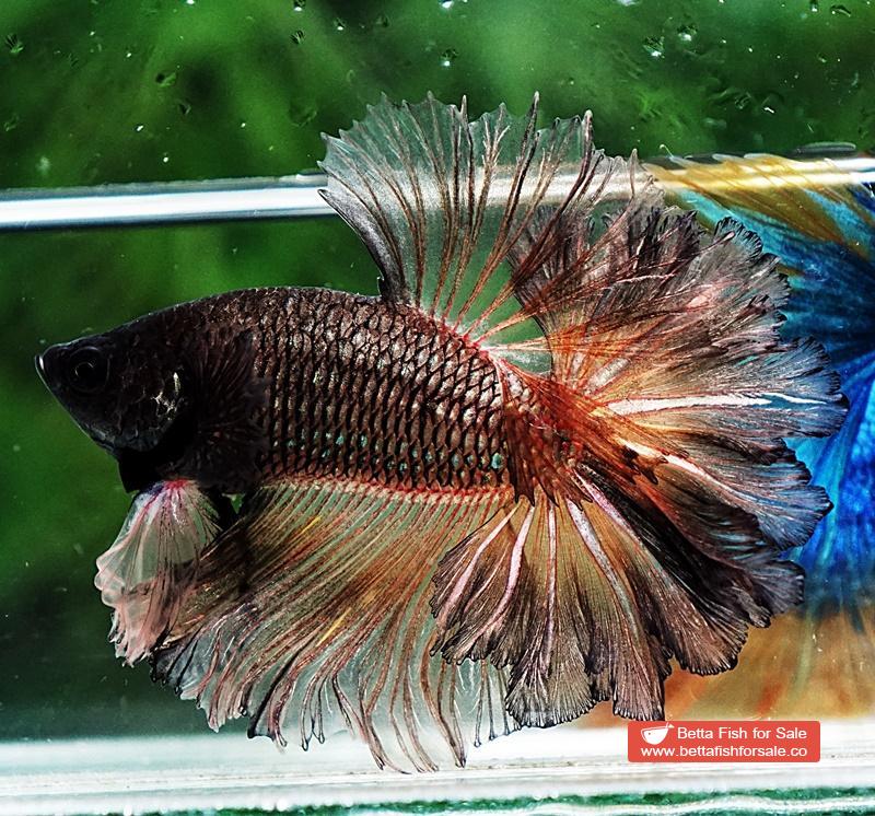 Betta fish OHM Earth Chock Feather tail - Image 5