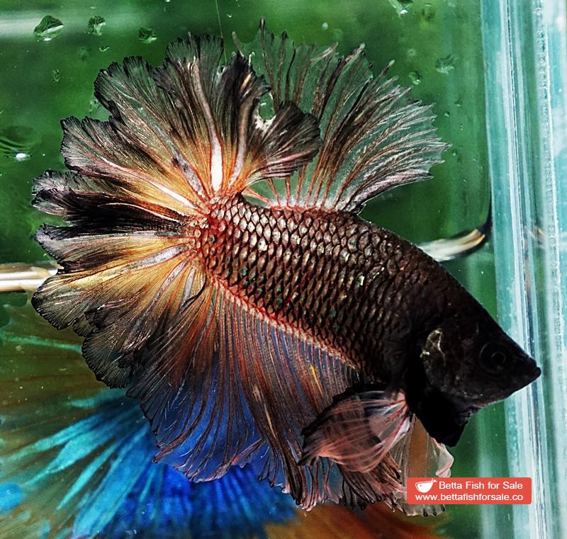 Betta fish OHM Earth Chock Feather tail - Image 6