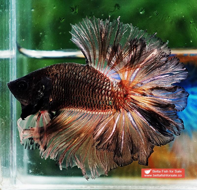 Betta fish OHM Earth Chock Feather tail - Image 3