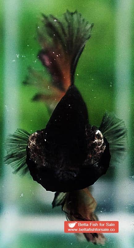 Betta fish OHM Earth Chock Feather tail - Image 7