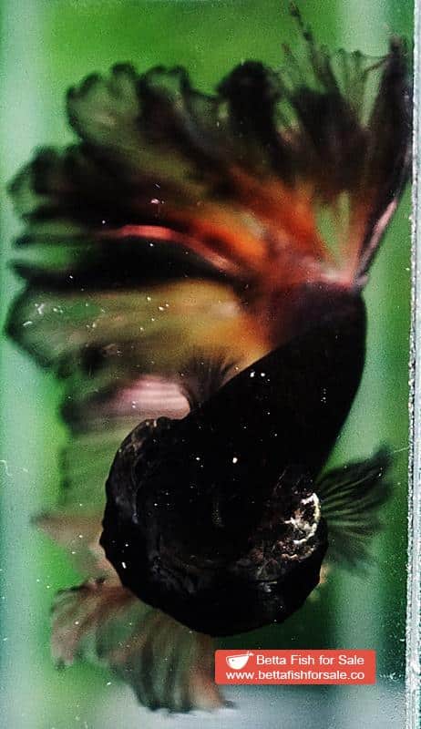Betta fish OHM Earth Chock Feather tail - Image 8
