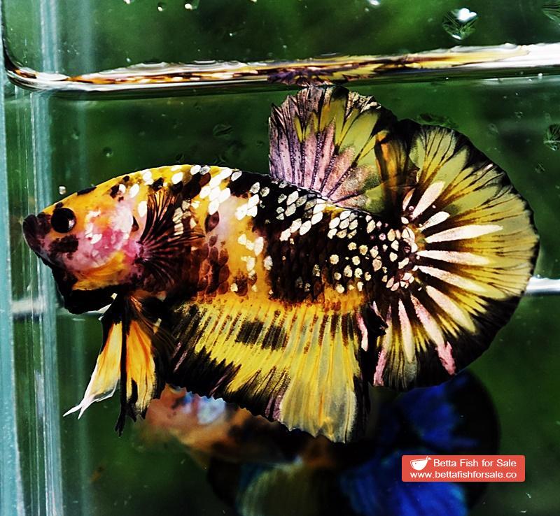 Betta fish HMPK Prince of Tiger Galaxy (Comp Grade) - Image 4