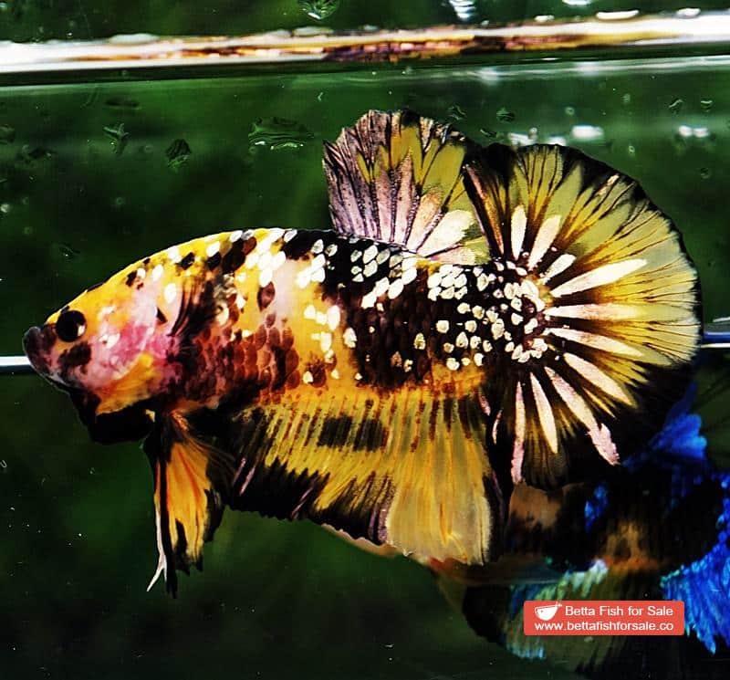 Betta fish HMPK Prince of Tiger Galaxy (Comp Grade) - Image 2