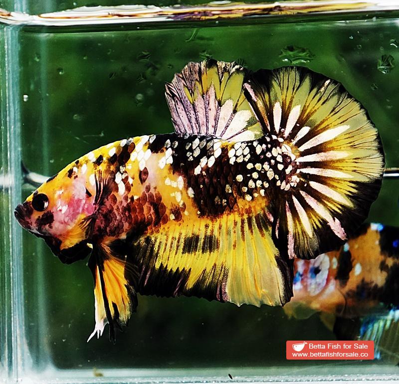 Betta fish HMPK Prince of Tiger Galaxy (Comp Grade) - Image 6