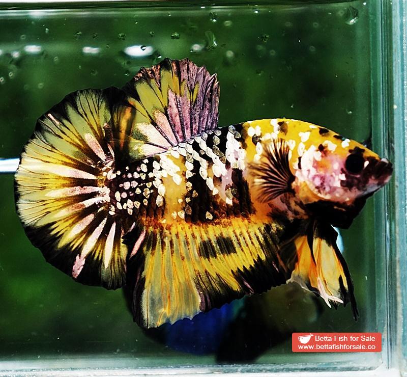 Betta fish HMPK Prince of Tiger Galaxy (Comp Grade) - Image 3