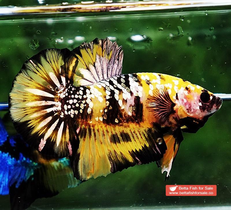 Betta fish HMPK Prince of Tiger Galaxy (Comp Grade) - Image 5