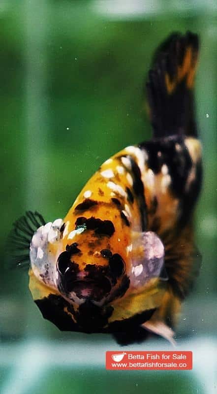 Betta fish HMPK Prince of Tiger Galaxy (Comp Grade) - Image 7