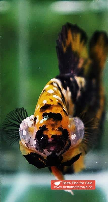 Betta fish HMPK Prince of Tiger Galaxy (Comp Grade) - Image 8