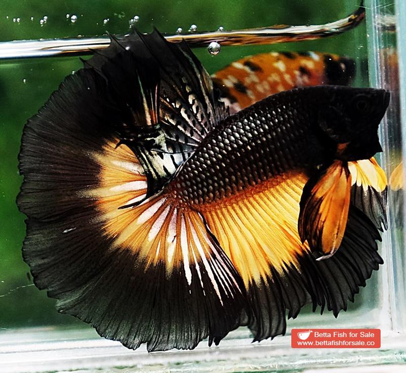 Betta fish OHM Black Copper Pumpkin Butterfly - Image 2