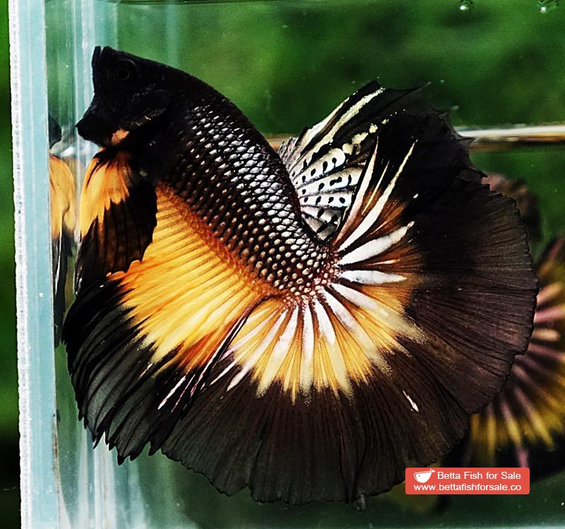 Betta fish OHM Black Copper Pumpkin Butterfly - Image 5