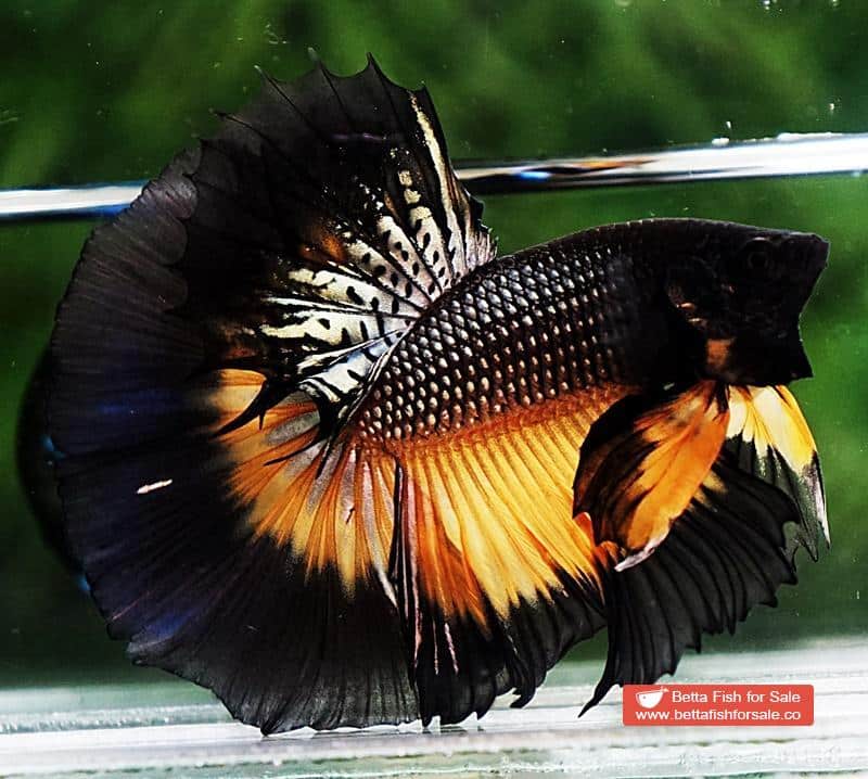 Betta fish OHM Black Copper Pumpkin Butterfly - Image 4