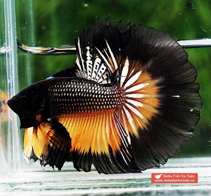Betta fish OHM Black Copper Pumpkin Butterfly - Image 3