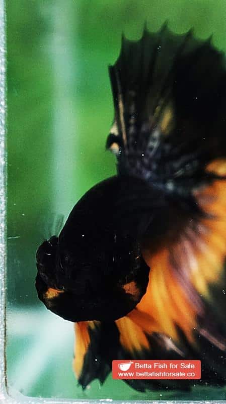 Betta fish OHM Black Copper Pumpkin Butterfly - Image 6