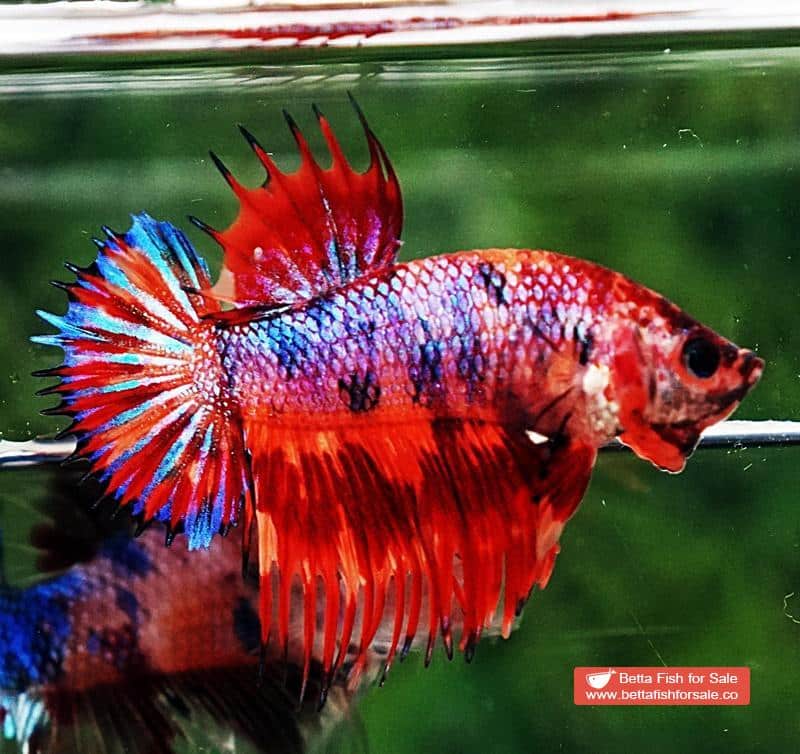 Betta fish CTPK Multicolor Candy On Fire - Image 2