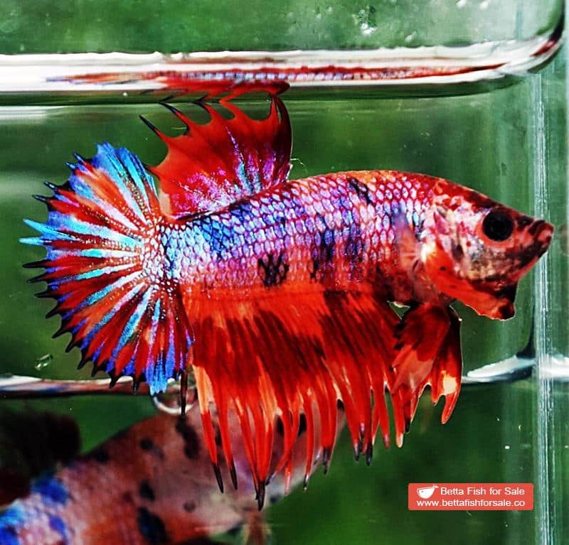 Betta fish CTPK Multicolor Candy On Fire - Image 4