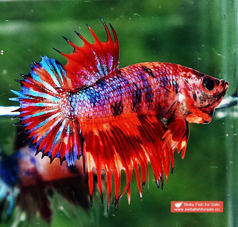 Betta fish CTPK Multicolor Candy On Fire - Image 6