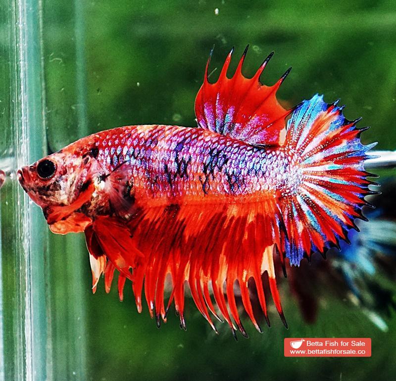 Betta fish CTPK Multicolor Candy On Fire - Image 5