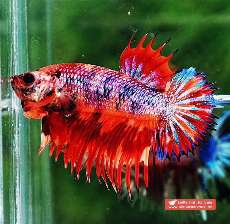 Betta fish CTPK Multicolor Candy On Fire - Image 3