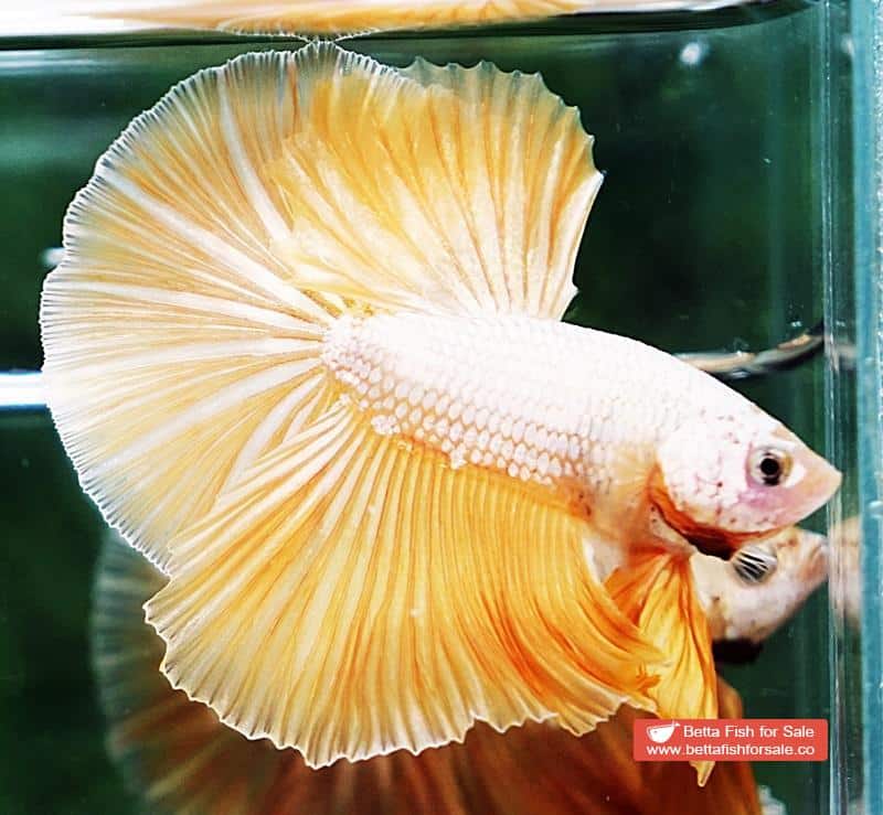Betta fish OHM Gold Star Dragon - Image 3