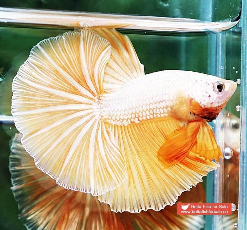 Betta fish OHM Gold Star Dragon - Image 5