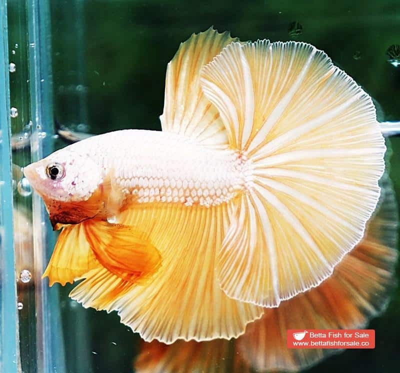 Betta fish OHM Gold Star Dragon - Image 2
