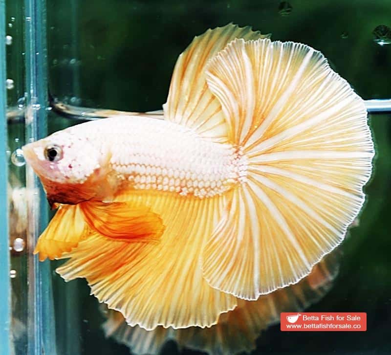 Betta fish OHM Gold Star Dragon - Image 4
