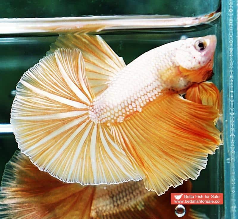 Betta fish OHM Gold Star Dragon - Image 6