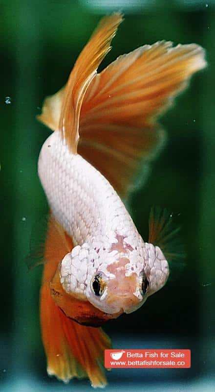 Betta fish OHM Gold Star Dragon - Image 7