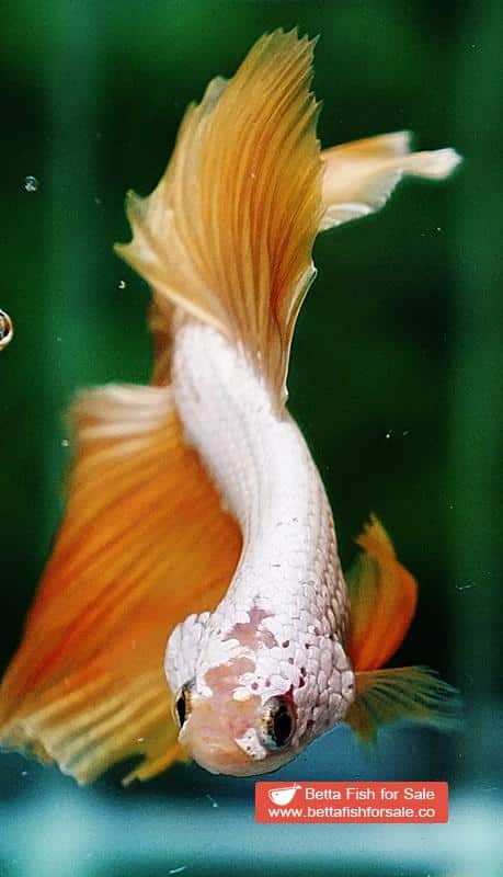 Betta fish OHM Gold Star Dragon - Image 8