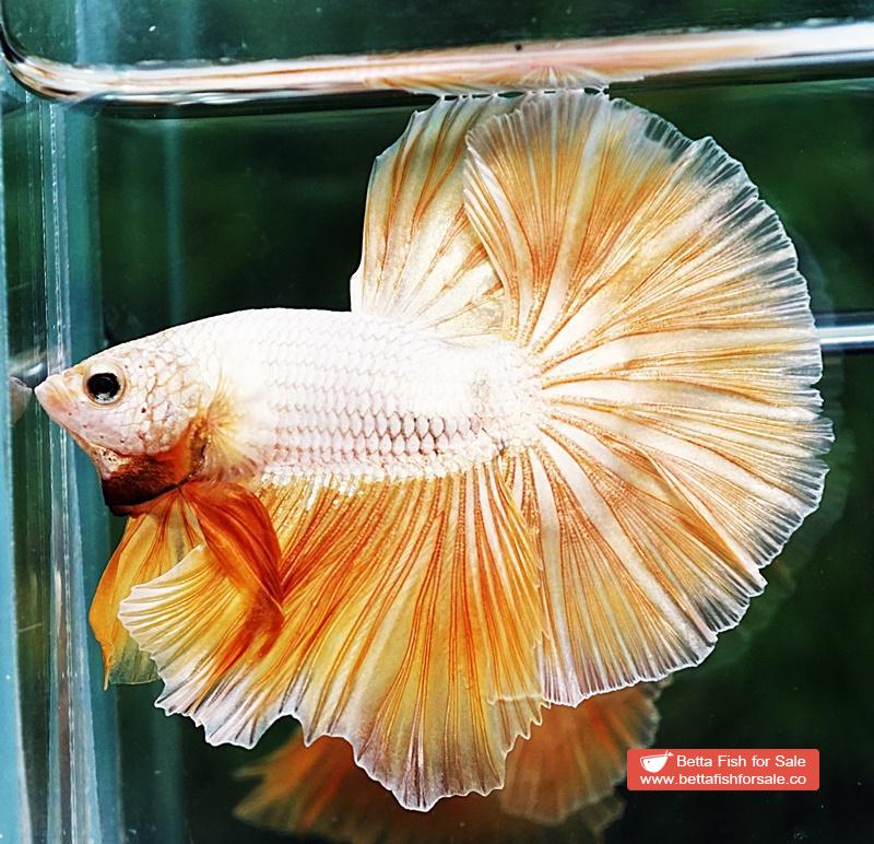 Betta fish OHM Super Gold Dragon - Image 2