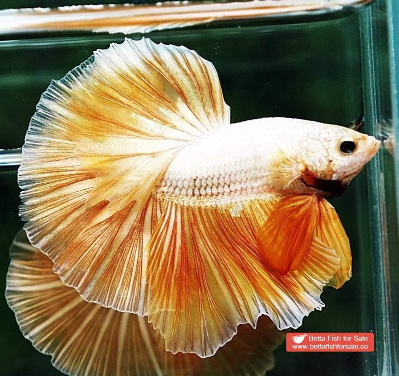 Betta fish OHM Super Gold Dragon - Image 3