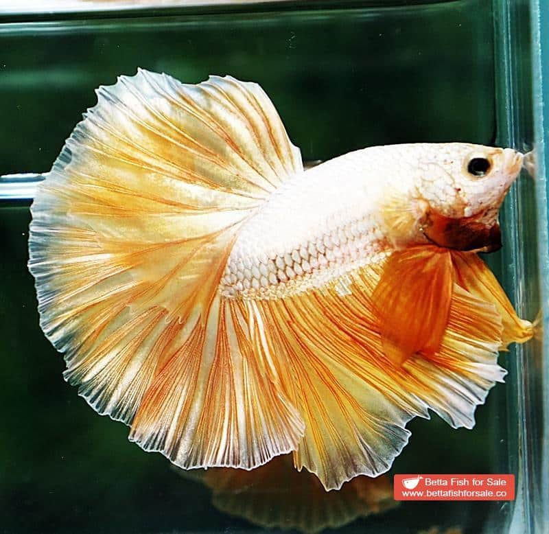 Betta fish OHM Super Gold Dragon - Image 5