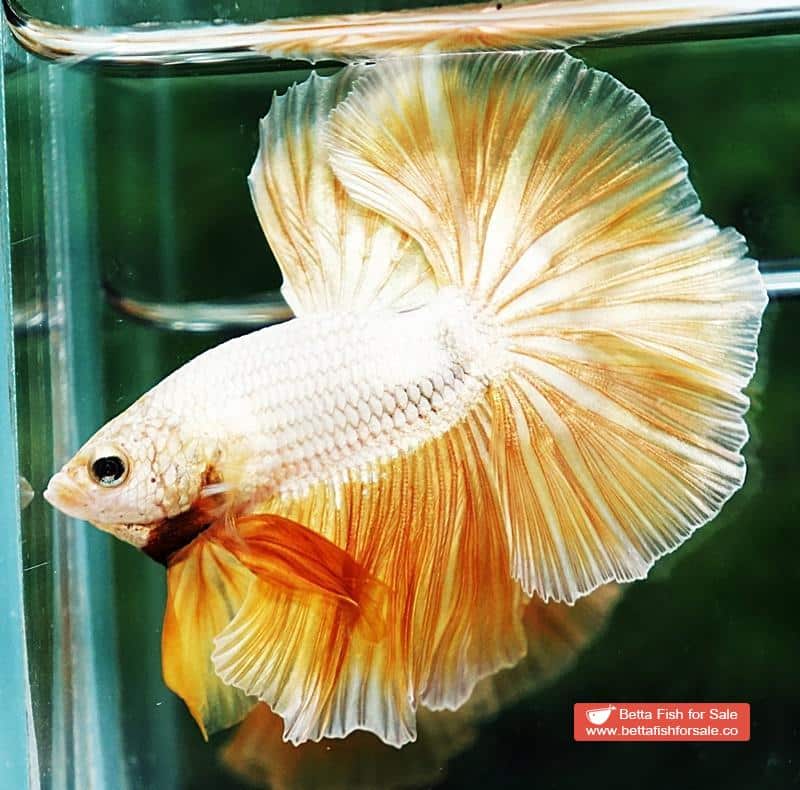 Betta fish OHM Super Gold Dragon - Image 4