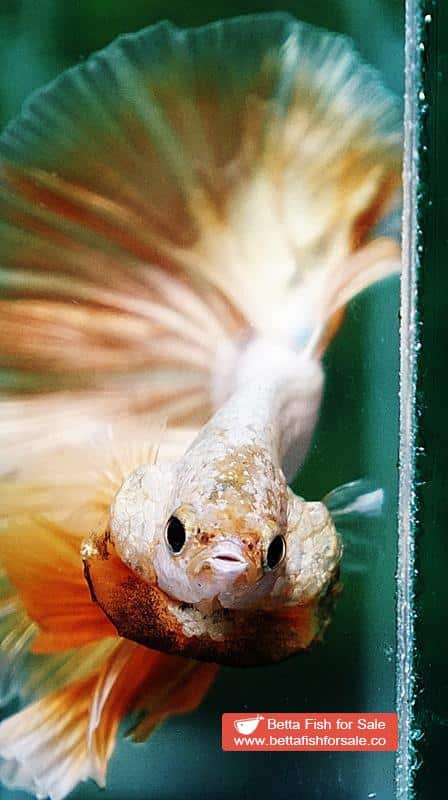 Betta fish OHM Super Gold Dragon - Image 6